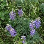 Lupinus albifrons flower picture by emilymarie1015 (cc-by-sa)