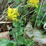 Hieracium racemosum habit picture by Ilaria Mosti (cc-by-sa)