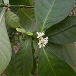 Psychotria orosiana flower picture by Nelson Zamora Villalobos (cc-by-nc)