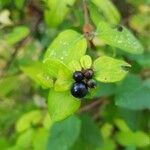 Lonicera japonica fruit picture by Pierangelo (cc-by-sa)