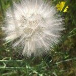 Crepis capillaris fruit picture by Laurent GUILLAUME (cc-by-sa)