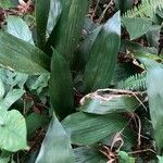 Aspidistra elatior leaf picture by bridget marquez (cc-by-sa)