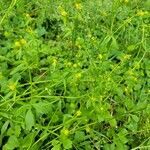 Ranunculus abortivus habit picture by Taylor (cc-by-sa)