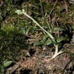 Goodyera repens habit picture by Daniel Barthelemy (cc-by-nc)