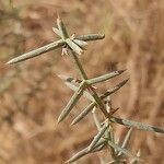 Asparagus horridus flower picture by Maarten Vanhove (cc-by-sa)