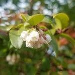 Vaccinium ovatum flower picture by Jeff Laing (cc-by-sa)