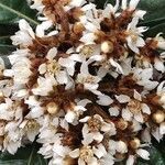 Eriobotrya japonica flower picture by Marzocchi Monica (cc-by-sa)