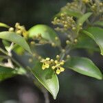Tetrapterys schiedeana flower picture by Nelson Zamora Villalobos (cc-by-nc)
