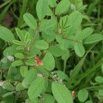 Indigofera hirsuta habit picture by R. Tournebize (cc-by-sa)