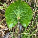Ranunculus peruvianus leaf picture by Fabien Anthelme (cc-by-sa)