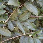 Uvaria chamae leaf picture by Sylvain Piry (cc-by-sa)