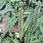 Asplenium trichomanes fruit picture by David Hocken (cc-by-sa)