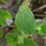 Cyanotis axillaris leaf picture by Prasanta Hembram (cc-by-sa)