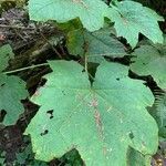 Oplopanax horridus leaf picture by Jason Shattuck (cc-by-sa)