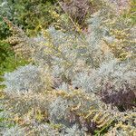 Artemisia arborescens habit picture by Martin Bishop (cc-by-sa)