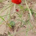 Papaver argemone habit picture by Sergio costantini (cc-by-sa)