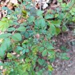 Rosa multiflora habit picture by Maarten Vanhove (cc-by-sa)