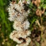 Solidago virgaurea fruit picture by Alain Barnaux (cc-by-sa)