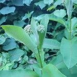Asclepias syriaca flower picture by lynn pitt (cc-by-sa)