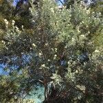 Anthyllis barba-jovis habit picture by Francois Mansour (cc-by-sa)