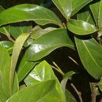 Licania riverae leaf picture by Nelson Zamora Villalobos (cc-by-nc)