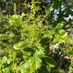 Searsia pyroides flower picture by Leigh Winowiecki (cc-by-sa)