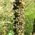 Verbascum nigrum fruit picture by Johan Niss (cc-by-sa)