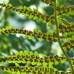 Dryopteris villarii leaf picture by francois tissot (cc-by-sa)