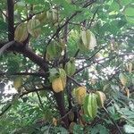 Averrhoa carambola fruit picture by pratiwir pratiwir (cc-by-sa)