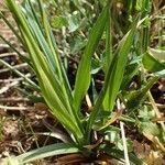 Carex caryophyllea habit picture by Yoan MARTIN (cc-by-sa)