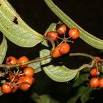 Smilax mollis fruit picture by Nelson Zamora Villalobos (cc-by-nc)