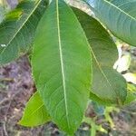 Forgesia racemosa leaf picture by Clément Sery (cc-by-sa)