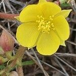 Corchorus trilocularis flower picture by susan brown (cc-by-sa)
