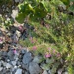 Epilobium dodonaei habit picture by Francois Mansour (cc-by-sa)