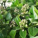 Escallonia rubra habit picture by Nicolas Fallay (cc-by-sa)