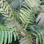 Angiopteris evecta leaf picture by pratiwir pratiwir (cc-by-sa)