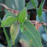 Commelina erecta leaf picture by Shehadi Ramiz (cc-by-sa)
