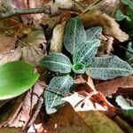 Goodyera pubescens leaf picture by Jasmine Bowen (cc-by-sa)
