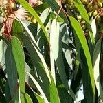 Eucalyptus sideroxylon leaf picture by Trap Hers (cc-by-sa)