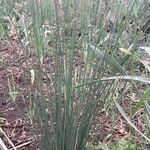 Juncus inflexus habit picture by Eric Favre (cc-by-sa)