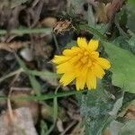 Hieracium cerdanum flower picture by Joseph Dupont (cc-by-sa)