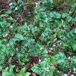 Rubus idaeus habit picture by Rory O'Conor (cc-by-sa)