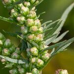 Artemisia biennis flower picture by Groupe Botanique de Bruxelles (cc-by-sa)