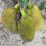 Artocarpus heterophyllus fruit picture by Senger Mario (cc-by-sa)