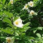 Camellia japonica flower picture by 三智男 上原 (cc-by-sa)