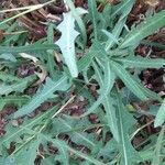 Lactuca tatarica leaf picture by Fedan Hacizade (cc-by-sa)