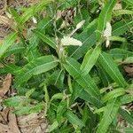 Pterocaulon pycnostachyum leaf picture by Christine Romines (cc-by-sa)
