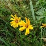 Coreopsis lanceolata flower picture by PapyDan (cc-by-sa)