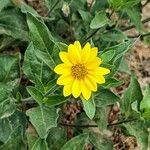 Helianthus pumilus flower picture by Jack Pommer (cc-by-sa)
