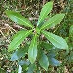 Drimys winteri habit picture by Daniel Barthelemy (cc-by-nc)